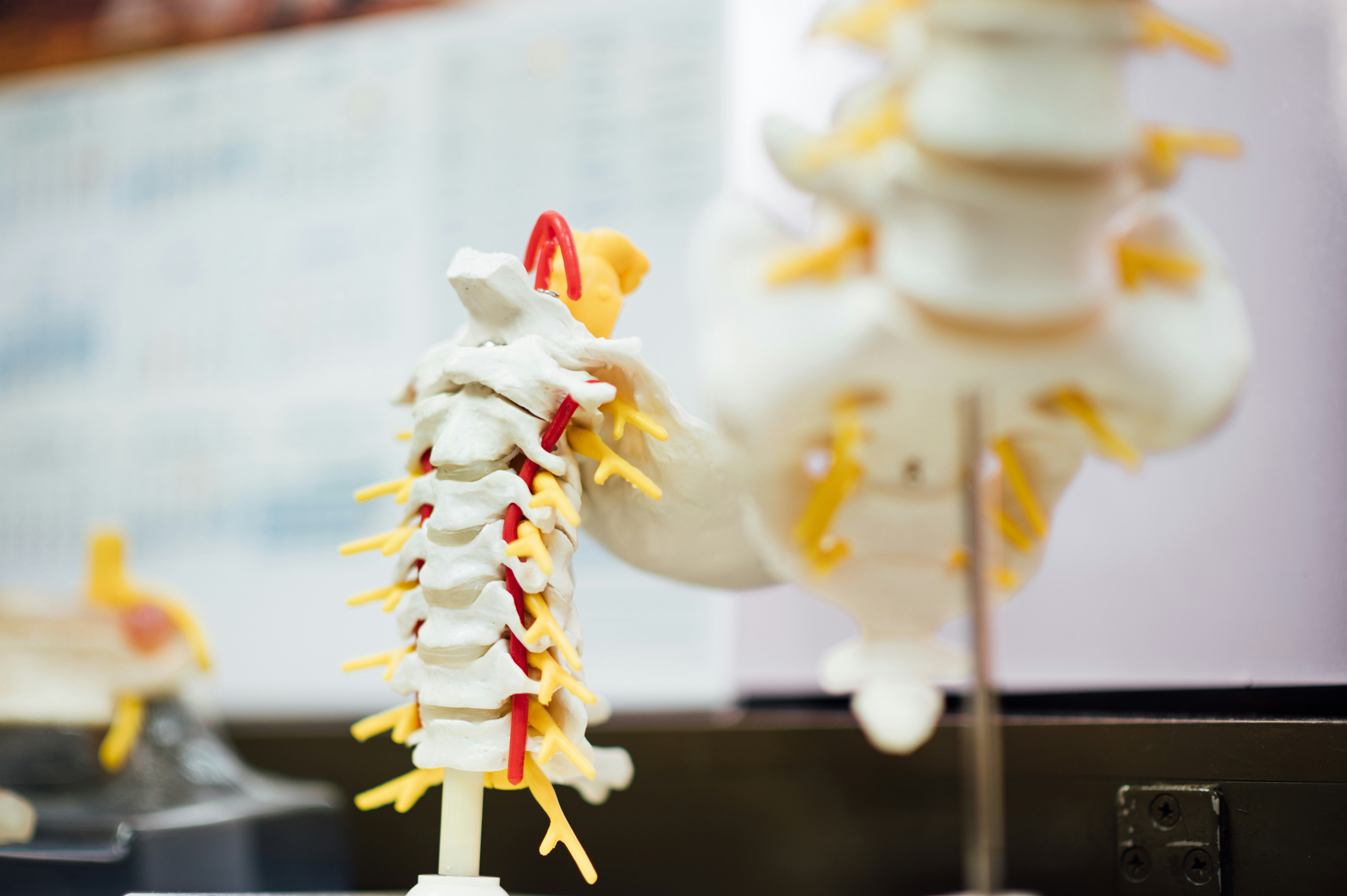 Anatomie de la colonne vertébrale et hernie discale